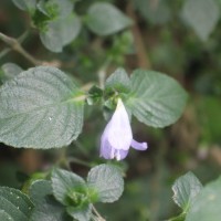 Strobilanthes exserta C.B.Clarke